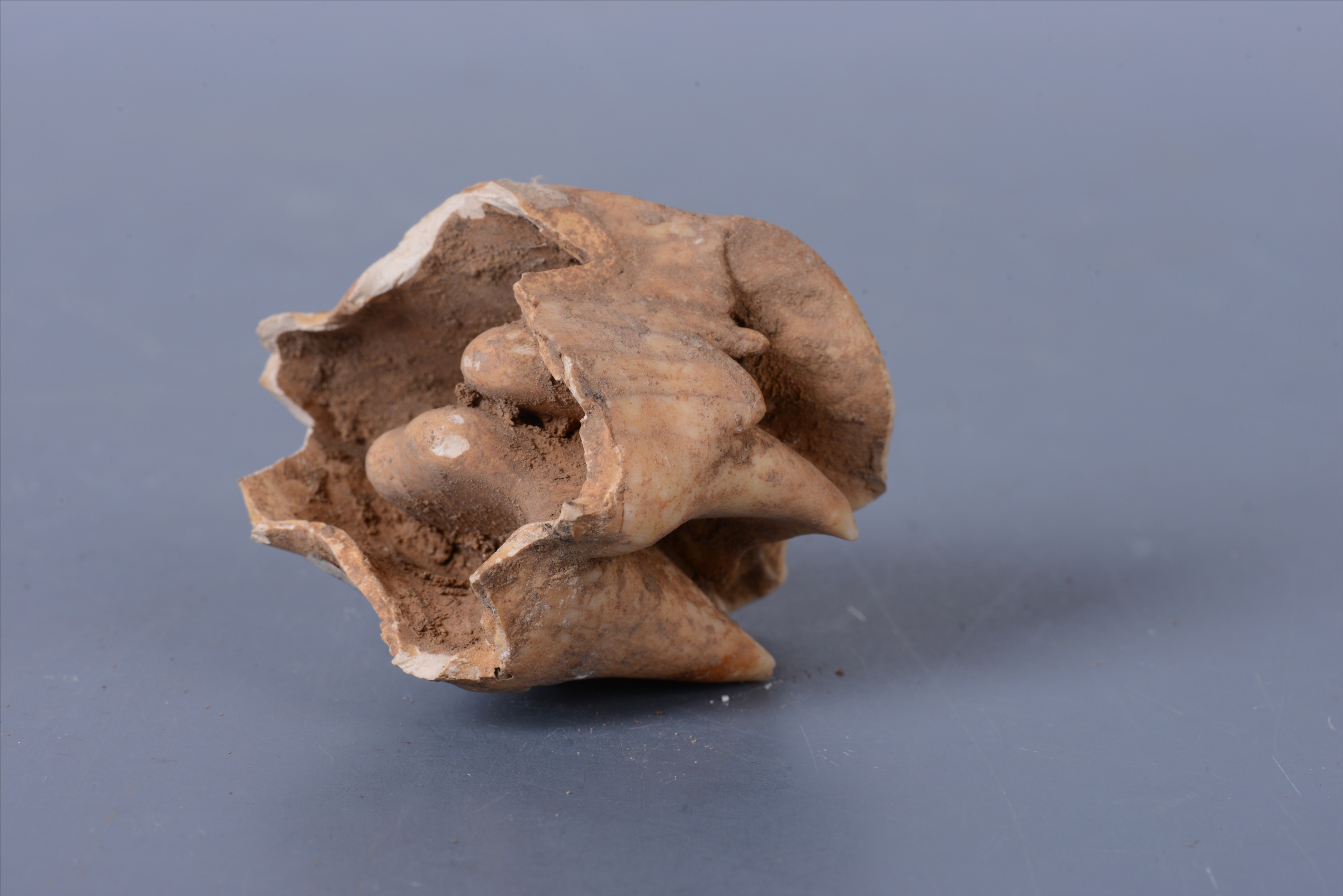 新石器时代犀牛牙化石